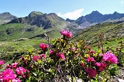 36 Rododendro rosso (Rhododendron ferrugineum), in alto a dx il Cadelle